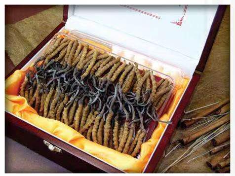 扎囊冬虫夏草回收